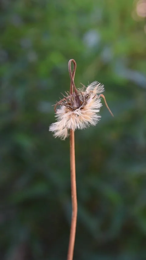 Close-up of wilted gerbera daisy flower in garden Stock Footage 305919319