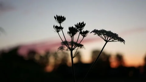 Close up Win anne's lace grass with white flower backlight at sunset Stock Footage 137523379