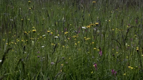 Close up, wind blows on colorful mountain flowers. Video 4K Stock Footage 276838619
