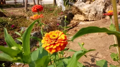 Close up Wind blows Gerbera Daisy flowers, orange petals Stock Footage 135445231