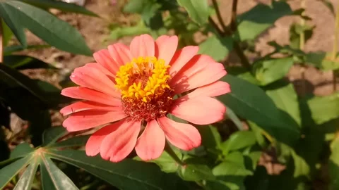 Close up Wind blows Gerbera Daisy flowers, red petals Stock Footage 135445376