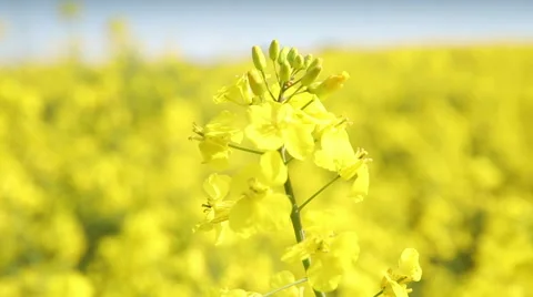 Close up of wind breeze blowing yellow flowers Stock Footage 50065493