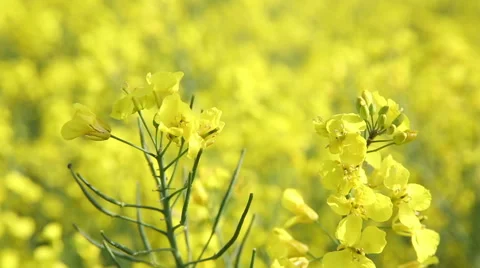 Close up of wind breeze blowing yellow flowers Stock Footage 50067371
