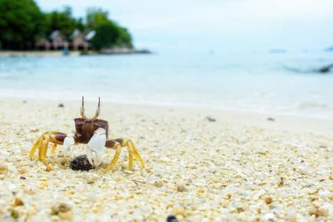 Close-up of Wind Crab on the sand Stock Photos