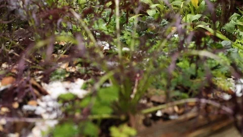 Close-up of Wind in Ruby Streaks Mustard Stock Footage 122962784