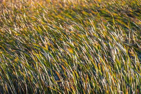 Close up of wind-swept marsh grass that is starting to show the colors Photos