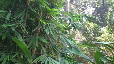 Close up windblown bamboo tree in the garden Vídeos de archivo 201712264