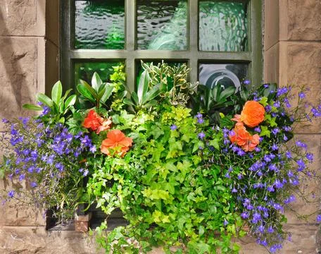 Close up of window box full of colourful flowers, Edinburgh, Scotland Stock Photos