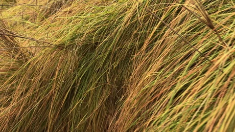 Close-Up of Windswept Green Grass Stock Footage 274852381