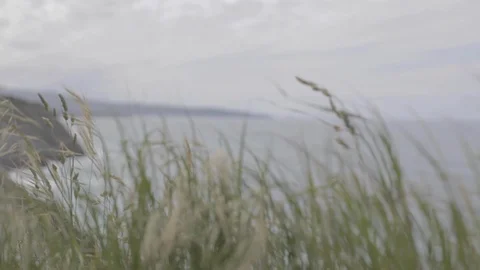 Close up of windward grass at the edge of a cliff with changing focus on a 動画素材 110914643
