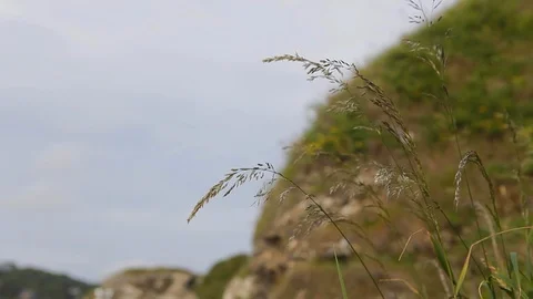Close up of windward grass at the edge of a cliff with changing focus on a Stock Footage 110915837