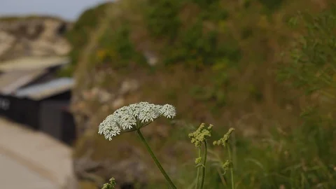 Close up of windward white flower at the edge of a cliff in a beautiful Video stock 110915806