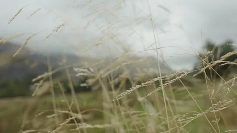 Close up on windy grass Stock Footage 88290248