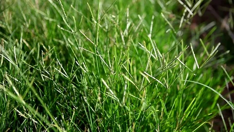 Close-up windy green grass Stock Footage 76645596