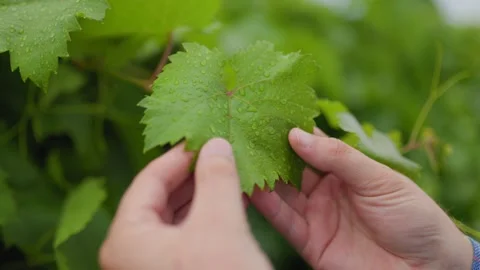 Close up on wine farmer or vigneron hands checking Stock Footage 249282120