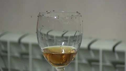 A close-up of a wine glass with many small flies crawling on the glass on a.. Stock Footage 314979282