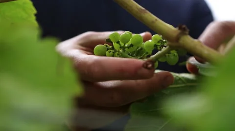 Close up of wine maker checking grapes on vine for harvest Video stock 47075839