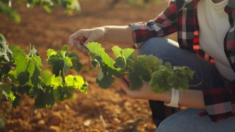 Close-up of winegrower hands checking grapevine leaves growth. Female farme.. Stock Footage 341435358