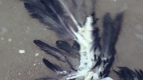Close-up of the wing of a dead bird, on the seashore. A dead eagle. Stock Footage 267901683