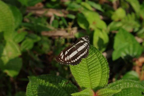 Close up of a wing spread Common Sailer butterfly on top of a Miconia Crenata Foto stock