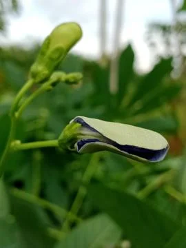 Close-up of a Winged Bean Flower Bud Stock Photos