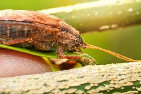 Close up of winged insect brown bug on the leaf green tree / Macro Insect Foto stock