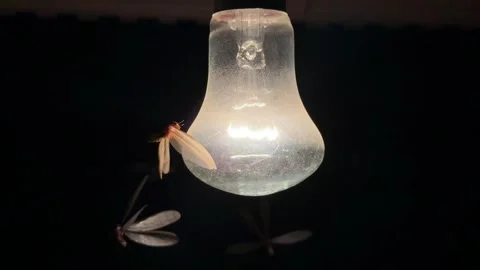 Close up of winged termites crawling on glowing light bulb Stock Footage 331690453