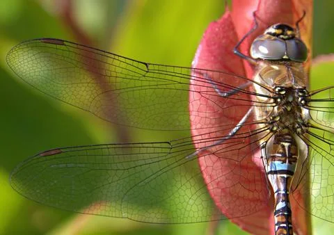 Close up of wings on a dragonfly Stock Photos