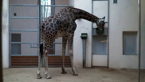 In close winter aviary a giraffe is eating from feeding trough 動画素材 126999558