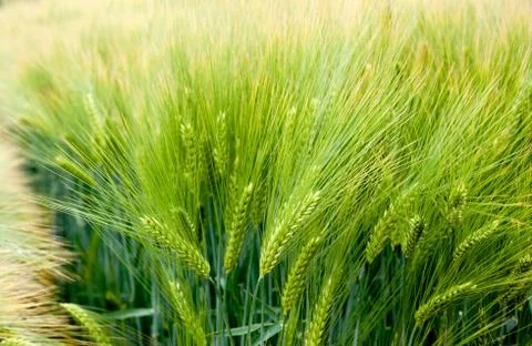 Close up winter barley spikelets Stock Photos