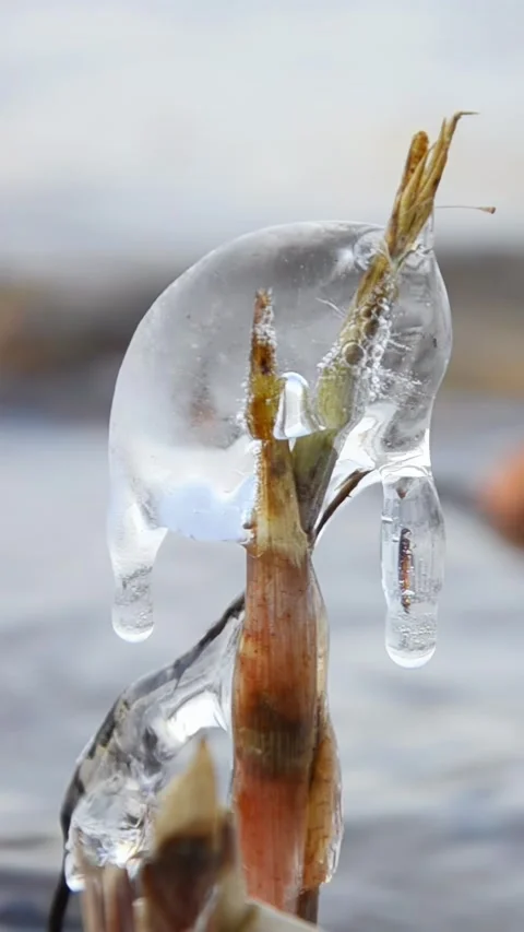 Close-up winter macro of ice-covered reed with subtle motion Stock Footage 323210927