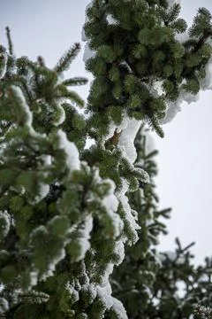 Close-up of Winter pine tree branches covered with snow. Frozen tree branch. 스톡 사진