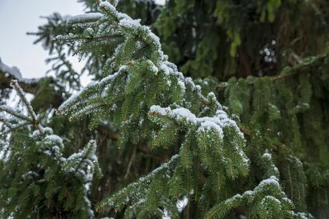 Close-up of Winter pine tree branches covered with snow. Frozen tree branch i 스톡 사진