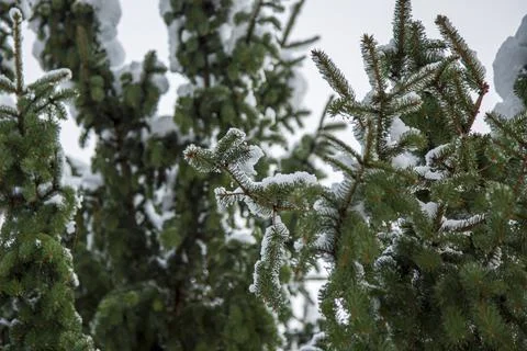 Close-up of Winter pine tree branches covered with snow. Frozen tree branch. 스톡 사진