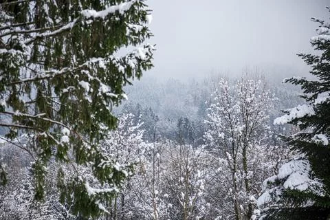 Close-up of Winter pine tree branches covered with snow. Frozen tree branch in Stock Photos