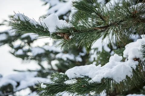 Close-up of Winter pine tree branches covered with snow. Frozen tree branch in Foto stock