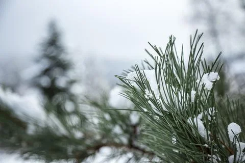 Close-up of Winter pine tree branches covered with snow. Frozen tree branch in Фото