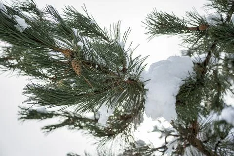 Close-up of Winter pine tree branches covered with snow. Frozen tree branch in Stockfoto's