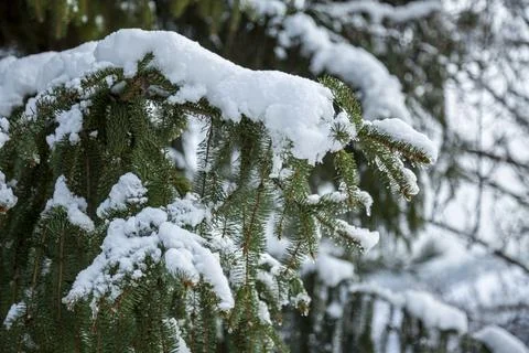 Close-up of Winter pine tree branches covered with snow. Frozen tree branch in Stock Photos