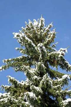 Close-up of Winter pine tree branches covered with snow. Frozen tree branch in Foto stock