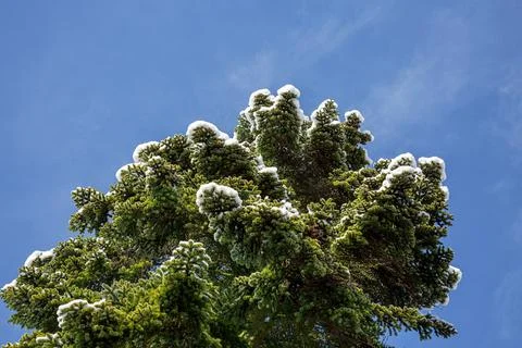 Close-up of Winter pine tree branches covered with snow. Frozen tree branch.. Stock Photos