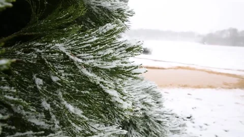 Close up of a winter scene of freshly falling snow covering a lush green fir 動画素材 158500290