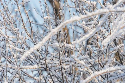 Close-up winter scene, snow-covered trees, muted color palette white, gray, b 写真素材