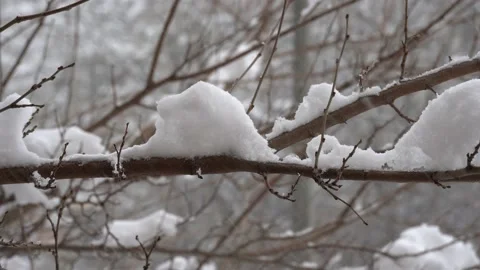 Close-up of a winter snow-covered branch of a tree. Snowfall. Stockbeeldmateriaal 167593529