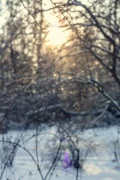 Close up winter sun glare in front of snowy landscape concept photo Stock Photos
