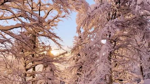 CLOSE UP: Winter sunbeams peeking through forest trees freshly covered with snow Stock Footage 220165077