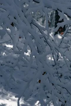 Close Winter View of Snow on Tree Branches Stock Photos