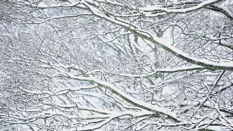 Close up of wintery trees in snowfall 库存影片 83809687