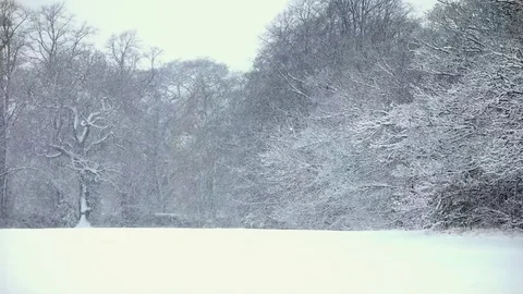 Close up of wintery trees in snowfall in slow motion 库存影片 83809513