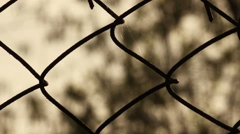 Close up of wire mesh with tree's branches on background at sunset Stock Footage 62875282